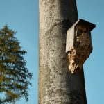 Destruction nid frelon asiatique Ivry