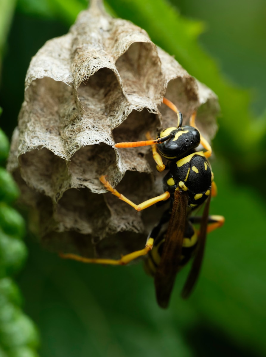 comment se développe un nid de frelon asiatique